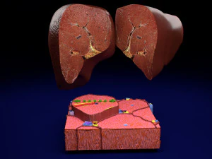 Liver lobule histology animated 3D Model