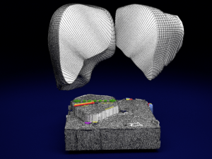 Liver lobule histology animated 3D 모델