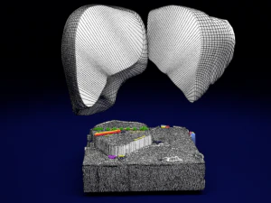 Liver lobule histology animated 3D Model