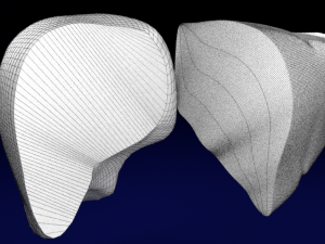 Liver lobule histology animated 3D 모델