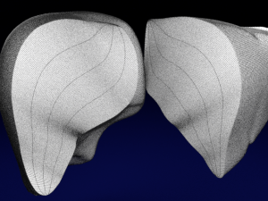 Liver lobule histology animated 3D 모델
