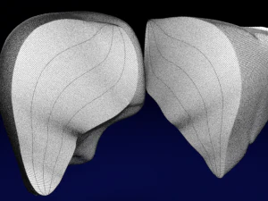 Liver lobule histology animated 3D Model