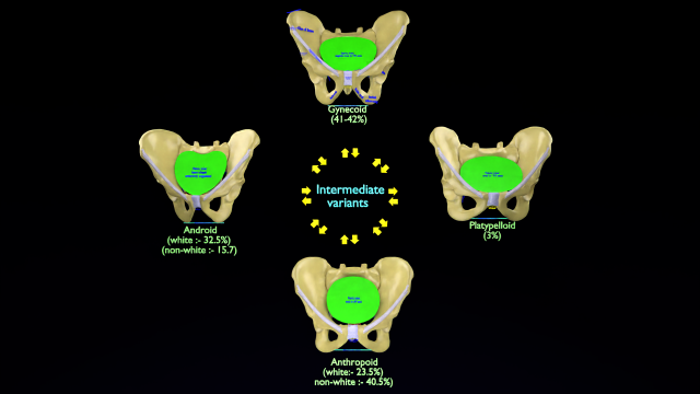 Pelvis types hip bone labelled detailed 3Dモデル .c4d .max .obj .3ds .fbx .stl .blend 