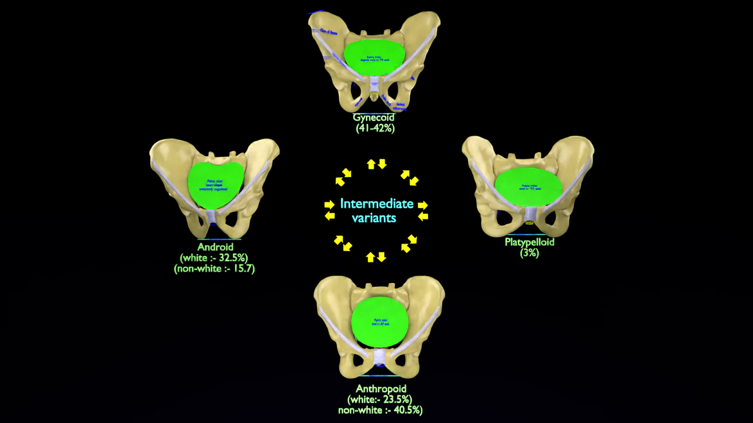 Pelvis types hip bone labelled detailed 3D Model .c4d .max .obj .3ds .fbx .stl .blend