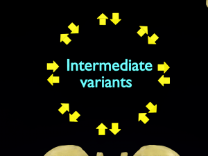 Pelvis types hip bone labelled detailed 3Dモデル