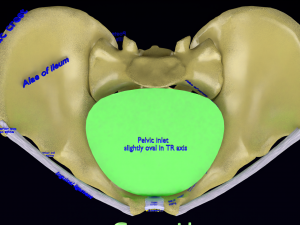 Pelvis types hip bone labelled detailed 3Dモデル