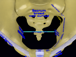 Pelvis types hip bone labelled detailed 3Dモデル