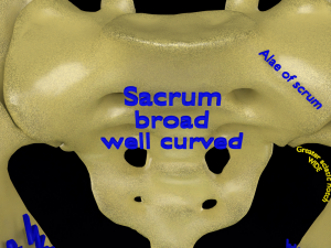Pelvis types hip bone labelled detailed 3Dモデル