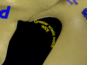 Pelvis types hip bone labelled detailed 3Dモデル