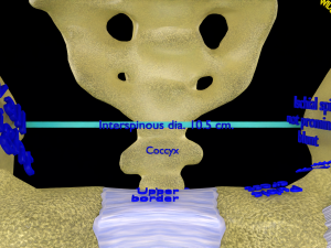 Pelvis types hip bone labelled detailed 3Dモデル