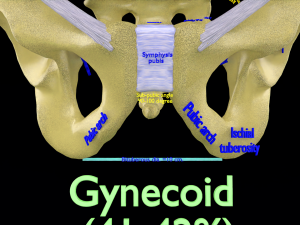 Pelvis types hip bone labelled detailed 3Dモデル