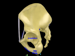 Pelvis types hip bone labelled detailed 3Dモデル