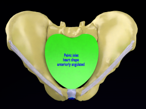 Pelvis types hip bone labelled detailed 3Dモデル