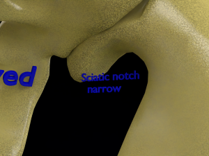 Pelvis types hip bone labelled detailed 3Dモデル
