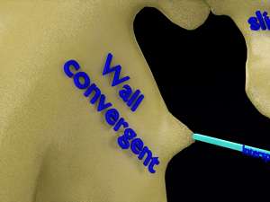 Pelvis types hip bone labelled detailed 3Dモデル