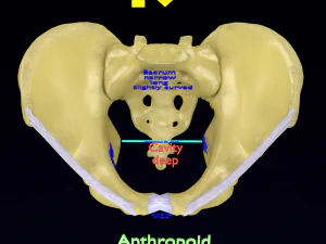 Pelvis types hip bone labelled detailed 3D Model