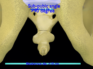 Pelvis types hip bone labelled detailed 3Dモデル