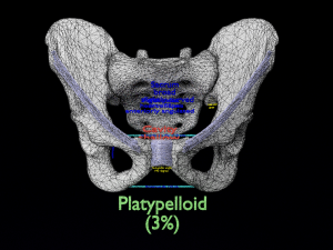 Pelvis types hip bone labelled detailed 3Dモデル