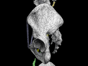 Pelvis types hip bone labelled detailed 3Dモデル