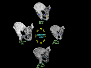 Pelvis types hip bone labelled detailed 3Dモデル