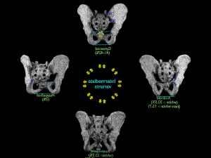 Pelvis types hip bone labelled detailed 3Dモデル