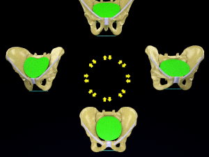 Pelvis types hip bone labelled detailed 3Dモデル