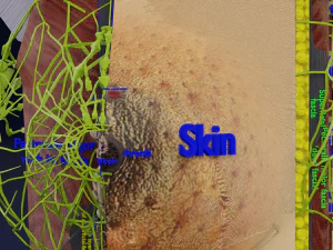 Breast Cancer types spread labelled detail 3D Model