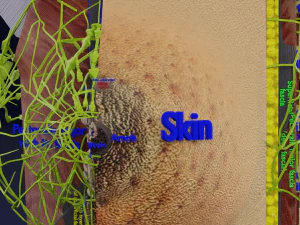 Breast Cancer types spread labelled detail 3D Model