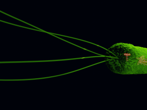 Bacteria With Dna Helix Detailed 3D-Modell