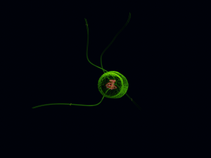 Bacteria With Dna Helix Detailed 3D-Modell