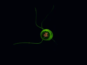 Bacteria With Dna Helix Detailed 3D Model