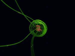 Bacteria With Dna Helix Detailed 3D Model