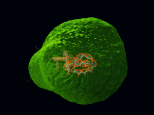 Bacteria With Dna Helix Detailed 3D-Modell