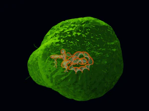 Bacteria With Dna Helix Detailed 3D Model