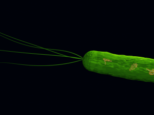 Bacteria With Dna Helix Detailed 3D-Modell