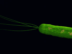 Bacteria With Dna Helix Detailed 3D Model