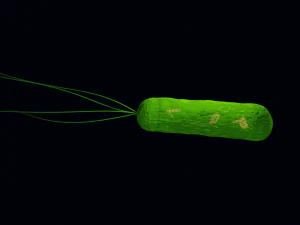 Bacteria With Dna Helix Detailed 3D Model