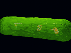Bacteria With Dna Helix Detailed 3D-Modell