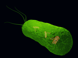 Bacteria With Dna Helix Detailed 3D-Modell