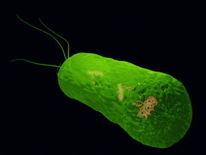 Bacteria With Dna Helix Detailed 3D Model