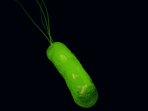 Bacteria With Dna Helix Detailed 3D-Modell