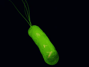 Bacteria With Dna Helix Detailed 3D Model