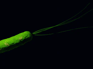 Bacteria With Dna Helix Detailed 3D Model