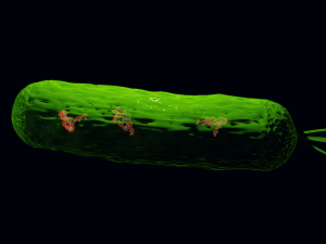 Bacteria With Dna Helix Detailed 3D-Modell