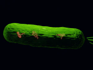 Bacteria With Dna Helix Detailed 3D Model