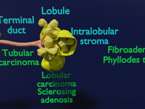 Breast duct sites and diseases 3D Модель