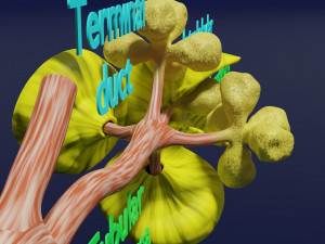 Breast duct sites and diseases 3D Модель