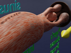 Breast duct sites and diseases 3D Модель