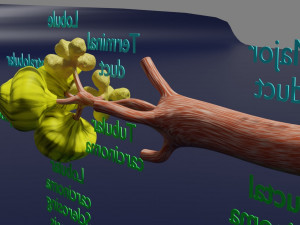 Breast duct sites and diseases 3D Модель