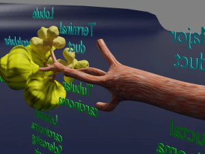 Breast duct sites and diseases 3D Model